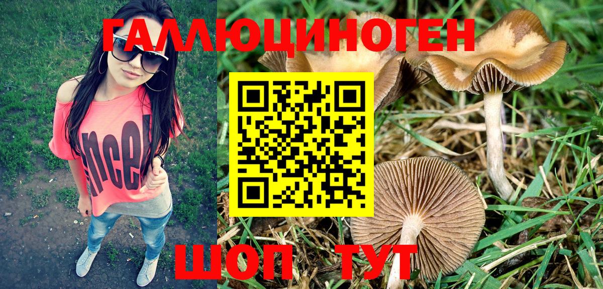 Россошь  Псилоцибиновые грибы Psilocybine cubensis  Вход с VPN 